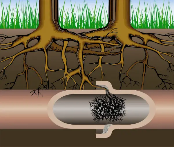 Pipe Bursting Tree Root Intrusion